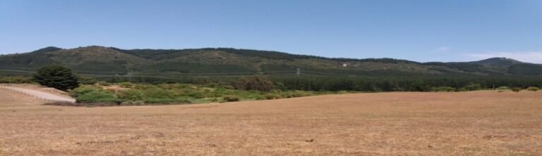 Declaración de Impacto Ambiental Proyecto Fotovoltaico El Olivo