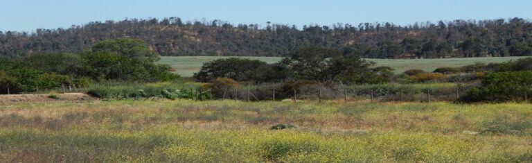 Declaración de Impacto Ambiental Proyecto Fotovoltaico Lirio